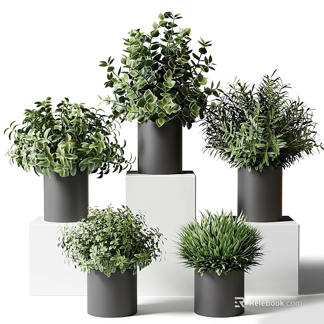 Multiple Bonsai Potted Plants with Green Foliage in Black Pots on White Display Stands 3d model 