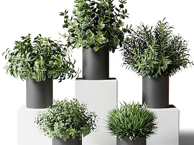 Multiple Bonsai Potted Plants with Green Foliage in Black Pots on White Display Stands 3d model