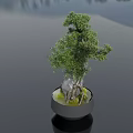 Indoor Bonsai Plant With Green Foliage In Ceramic Bowl And Moss