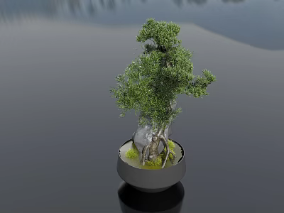 Indoor Bonsai Plant With Green Foliage In Ceramic Bowl And Moss 3d model