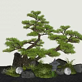 New Chinese-style Courtyard Landscape Setches Pine Tree Landscape Pine Tree Stone Micro-terrain 3d model