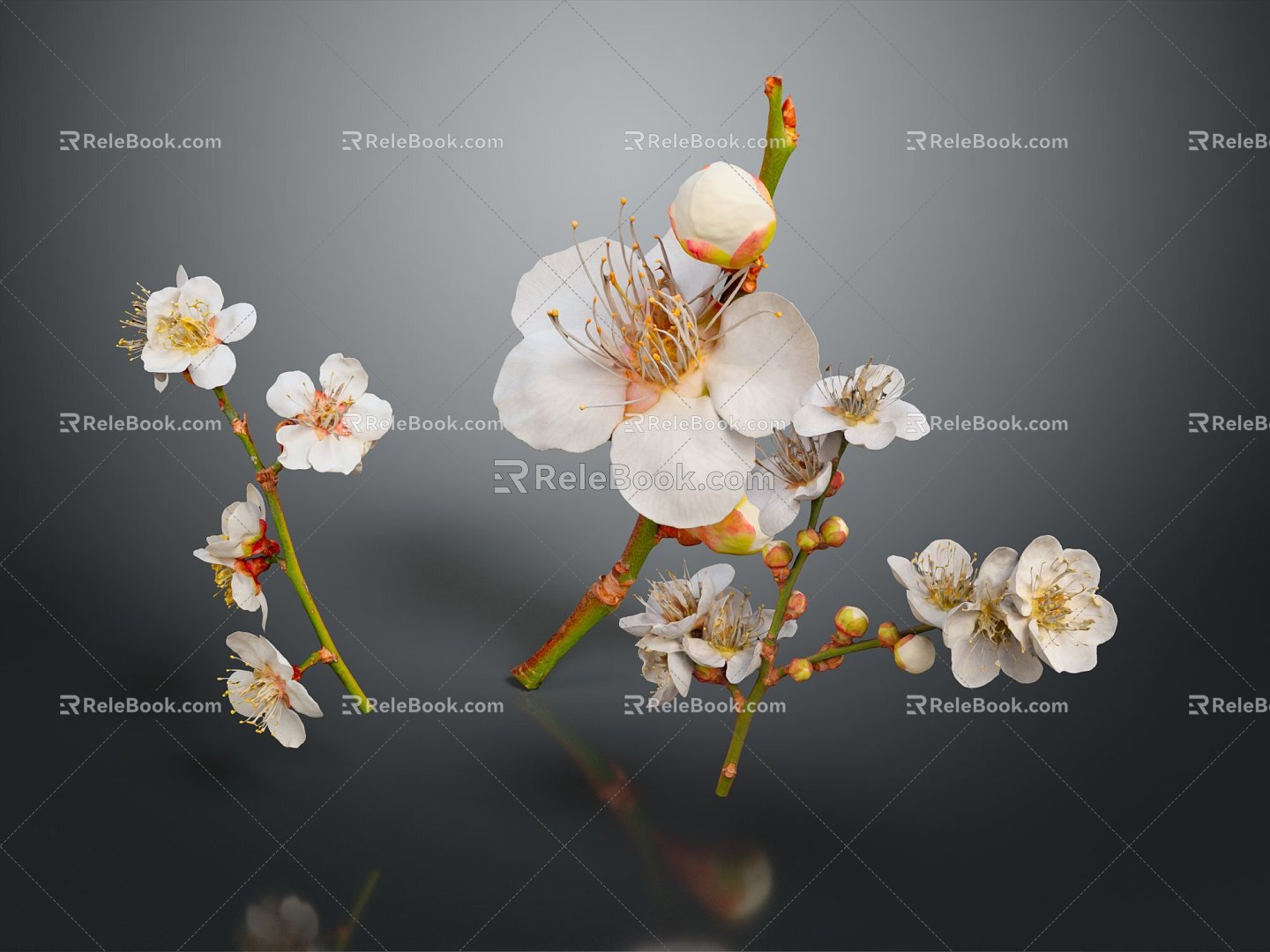 Plum Blossom Flowers 3d model