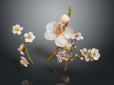 Plum Blossom Flowers 3d model