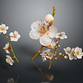 Plum Blossom Flowers 3d model