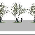 Three Arbor Trees With Green Foliage In Landscape Scene Featuring Human Figure For Scale