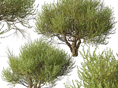 Natural Garden Features With Lush Green Shrubs Small Trees And Dense Verdant Foliage 3d model