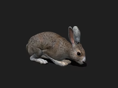 Rabbit hare rabbit with binding band animation grassland animal with grazing animation 3d model