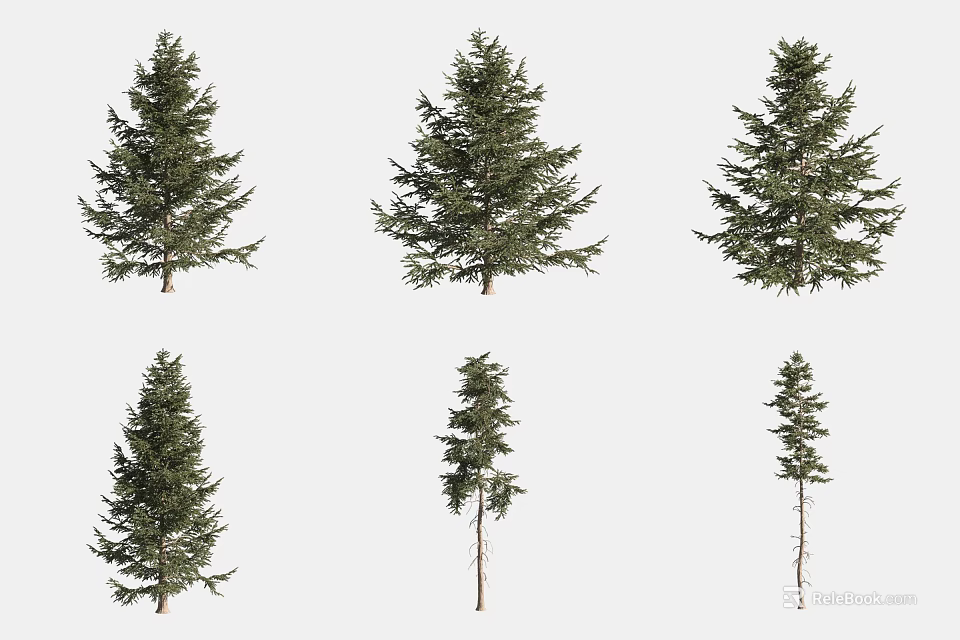 Pine Trees In Various Sizes And Foliage Shapes Isolated On White Background 3d model
