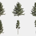 Pine Trees In Various Sizes And Foliage Shapes Isolated On White Background 3d model