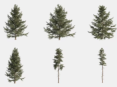Pine Trees In Various Sizes And Foliage Shapes Isolated On White Background 3d model