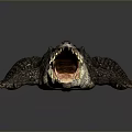 Detailed Reptile Crocodile With Open Mouth On Smooth Dark Background Showing Clear Reflection