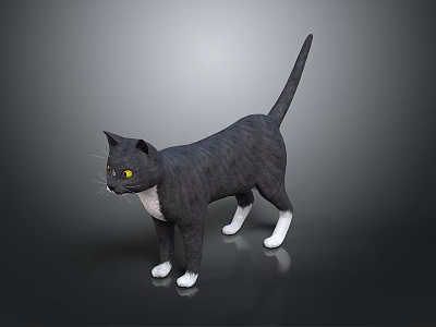 Gray Cat Standing With White Paws Chest And Yellow Eyes On Smooth Black Surface 3d model