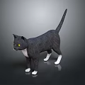 Gray Cat Standing With White Paws Chest And Yellow Eyes On Smooth Black Surface