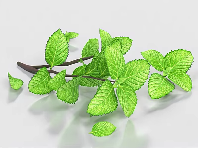 Vibrant Green Shrub Leaves With Branch And Detailed Natural Leaf Structure On White Background 3d model