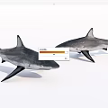 Two Grey And Black Sharks With Pointed Fins As Aquatic Marine Animals