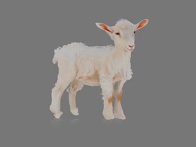 Fluffy White Baby Lamb With Pink Ears Standing Against Gray Background 3d model