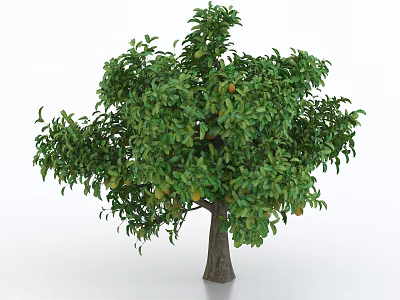 Lush Healthy Arbor With Dense Green Leaves And Ripe Fruits On Sturdy Trunk 3d model