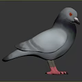 Gray Pigeon With Red Eyes And Pink Feet Standing On Black Background