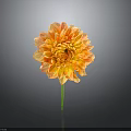 Vibrant Orange Dahlia Flower With Multiple Layers Of Petals And Green Stem Against Dark Background