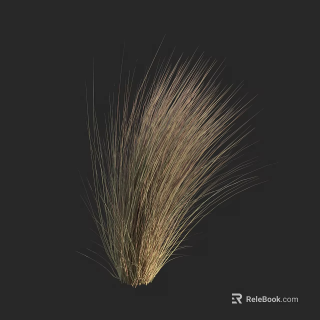 Natural Feathery Brown Ornamental Grass With Long Stems Against Dark Background 3d model 
