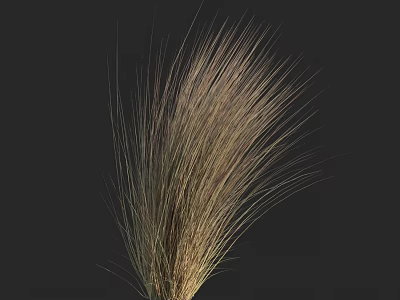 Natural Feathery Brown Ornamental Grass With Long Stems Against Dark Background 3d model