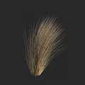 Natural Feathery Brown Ornamental Grass With Long Stems Against Dark Background