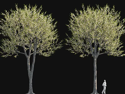 Two Tall Trees With Green Leaves And Person Walking Beside On Black Background 3d model