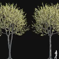 Two Tall Trees With Green Leaves And Person Walking Beside On Black Background