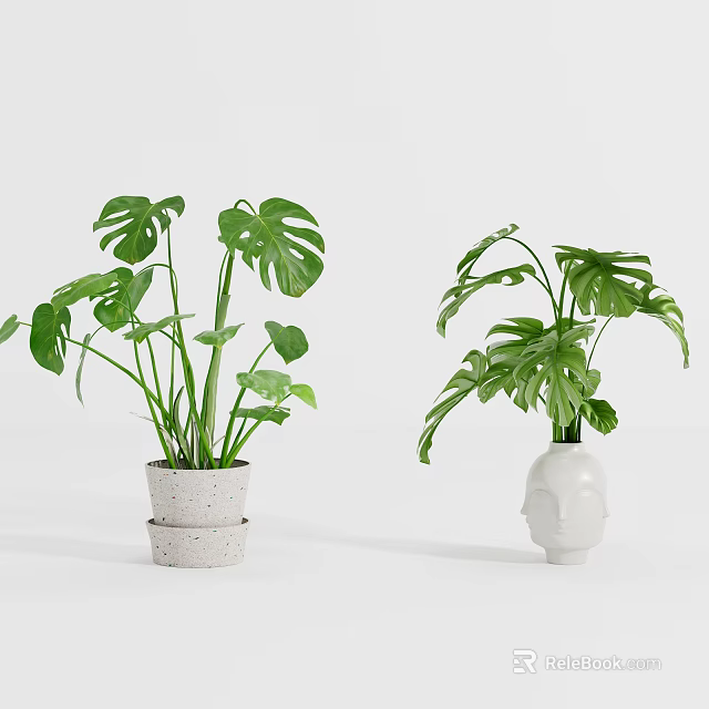 Indoor Monstera Potted Plants In White Decorative Stacked And Face Shaped Pots 3d model 