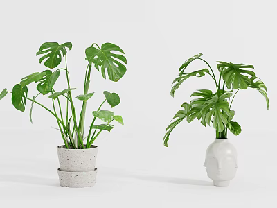Indoor Monstera Potted Plants In White Decorative Stacked And Face Shaped Pots 3d model