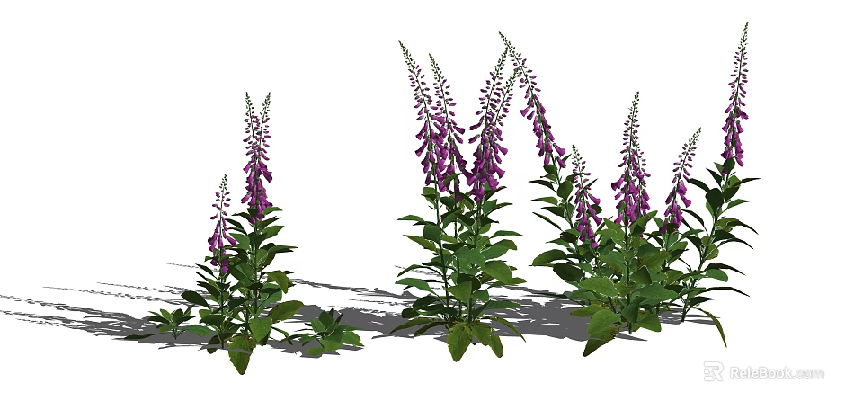 Vibrant Purple Digitalis Flowers With Lush Green Leaves In Garden 3d model 