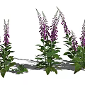 Vibrant Purple Digitalis Flowers With Lush Green Leaves In Garden