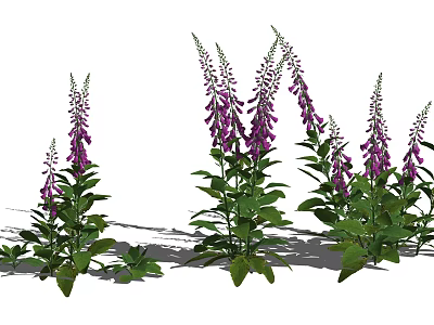 Vibrant Purple Digitalis Flowers With Lush Green Leaves In Garden 3d model