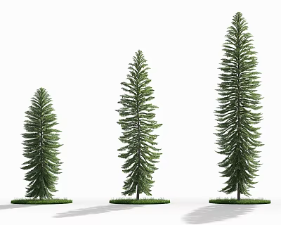 Valemai shansui dinosaur shansui volemi shansui 3d model