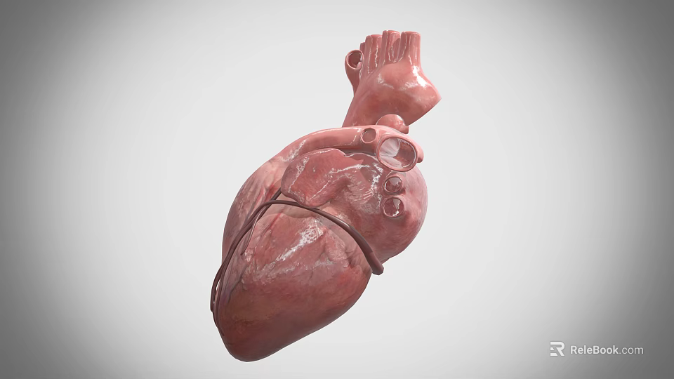 Realistic Human Heart Organ 3D Model Displaying Anatomical Details And Vascular Structure 3d model 