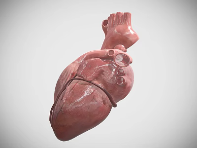 Realistic Human Heart Organ 3D Model Displaying Anatomical Details And Vascular Structure 3d model