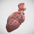 Realistic Human Heart Organ 3D Model Displaying Anatomical Details And Vascular Structure