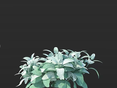 Dense Bush With Silver And Green Variegated Leaves And Oval Shaped Foliage For Garden Landscaping 3d model