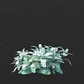Dense Bush With Silver And Green Variegated Leaves And Oval Shaped Foliage For Garden Landscaping