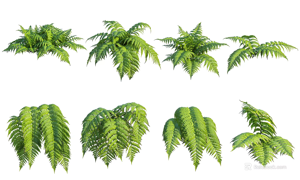 Fresh Green Fern Leaves Collection With Various Natural Botanical Varieties 3d model 