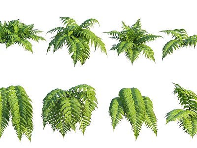 Fresh Green Fern Leaves Collection With Various Natural Botanical Varieties 3d model