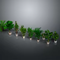 Various Types of Potted Plants Arranged On Gray Background With Lush Green Leaves