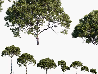 Modern Pine 3d model