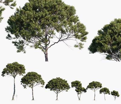 Various Arbor Trees With Lush Green Canopies And Diverse Growth Forms 3d model