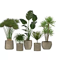 Various Types of Bonsai Potted Green Plants in Different Sizes Beige Ceramic Pots