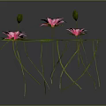 3D Rendered Pink Lotus Flowers With Green Leaves And Stems
