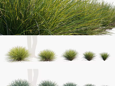 Various Ornamental Grasses in Different Sizes for Garden Landscaping Design 3d model