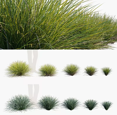 Various Ornamental Grasses in Different Sizes for Garden Landscaping Design 3d model