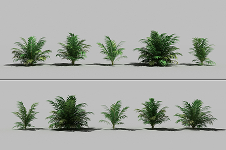 Modern Shrub Palm Tree 3d model