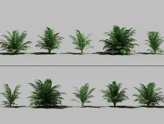 Modern Shrub Palm Tree 3d model